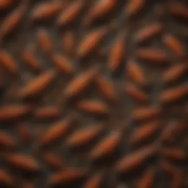 Intricate Patterns of the Firebrat Firebrat displaying its intricate patterns