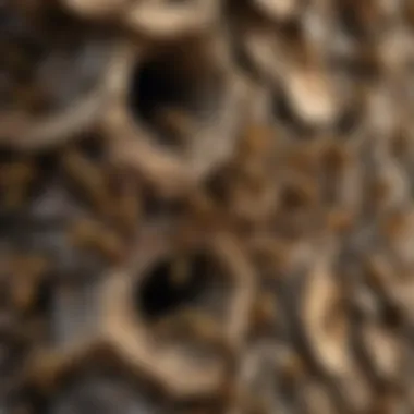 The Enigmatic Habitat: Wasps Nesting in Siding Wasps Nesting in Siding