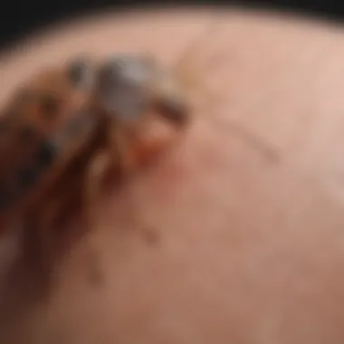 Risk Assessment Schematic diagram showing the health risks of bed bugs in the nose