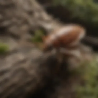 Wood Flea in Camouflaged Position