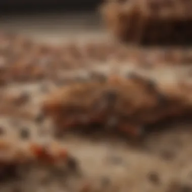 Ants' Sub-Carpet Feast A creative visualization of ants carrying food particles under a carpet
