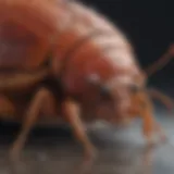 Bed bug digestive system adaptation