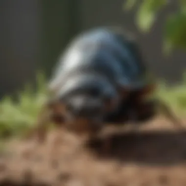 Eco-Friendly Pest Control Solutions Eco-Friendly Pest Control Solutions