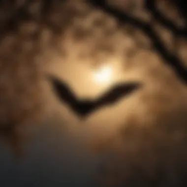Bat Silhouette in Moonlight A silhouette of a bat hanging from a tree branch