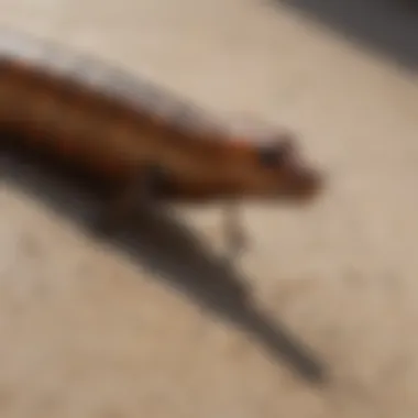 Centipede-Proofing Your Home with Sealants
