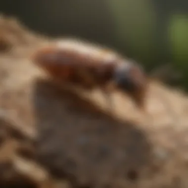 Kilter Termite and Pest Control Customer Reviews Analysis Detailed analysis of Kilter Termite and Pest Control customer reviews and ratings