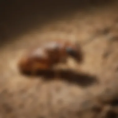 Kilter Termite and Pest Control Effectiveness Comparative Study Comparative study highlighting the effectiveness of Kilter Termite and Pest Control methods