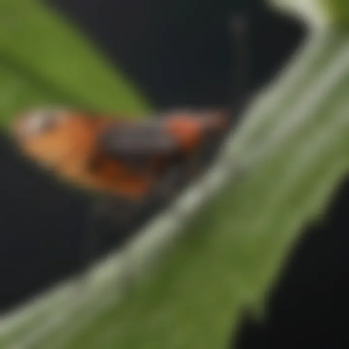 Kissing Bug in Natural Habitat: Leaf Perch Kissing bug perched on a leaf in its natural habitat