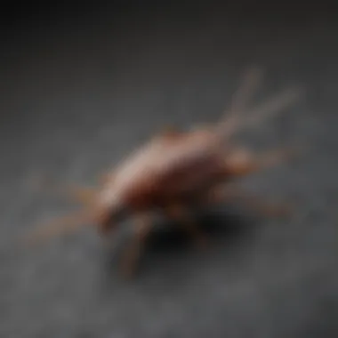 Comprehensive Pest Identification Guide Pest Identification Chart