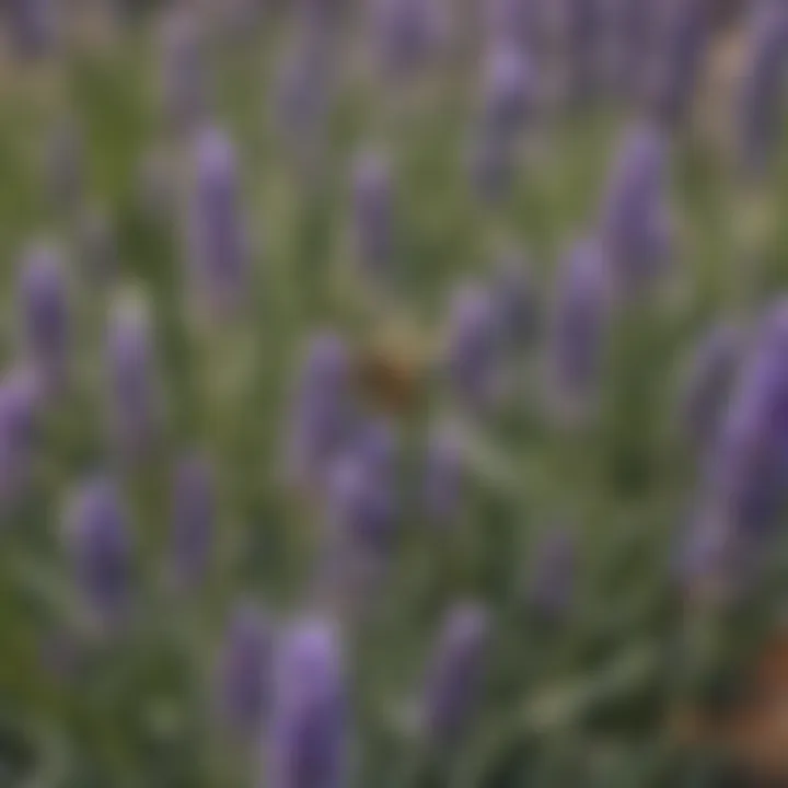 Lavender Flowers: Wasp Deterrent Watercolor Painting of Lavender Flowers