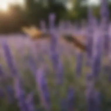 Lavender: Aromatic Shield Against Mosquitoes Lavender plant emitting mosquito-repelling scent