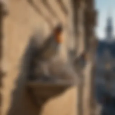 Bird Spikes for Ledge Protection