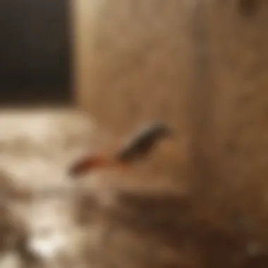Effective Prevention Strategies Preventative measures against termite infestations