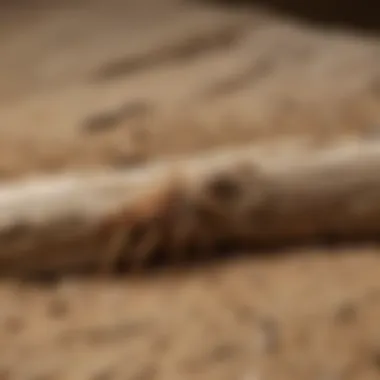 Importance of Professional Expertise Expert consultation on termite management