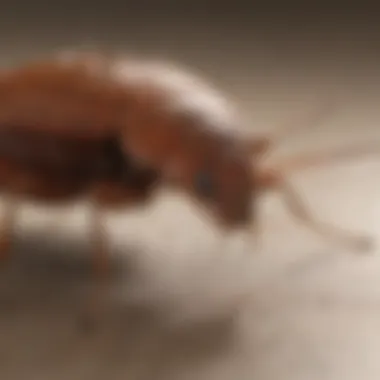 Sustainable Bed Bug Control Long-Term Effects of Using Proof Bed Bug Spray