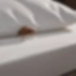 Luxurious and Elegant King Size Bed Bug Proof Mattress Cover