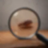 Magnifying Glass Inspection