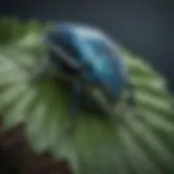 Majestic Big Blue Bug perched on a leaf