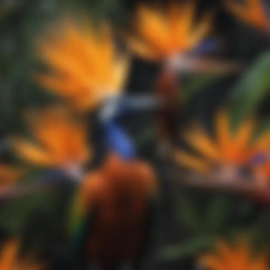 Majestic Bird of Paradise displaying vibrant plumage