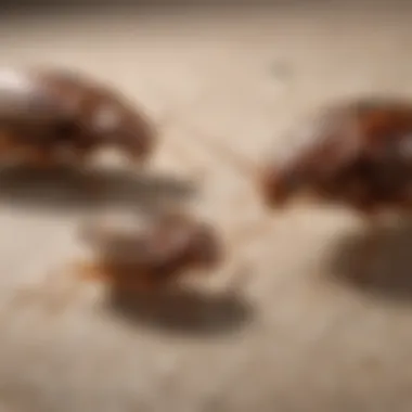 Contrasting Male and Female Bed Bugs Illustration of Male vs. Female Bed Bug Comparison