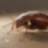 Calm skin after treatment for bed bug bites