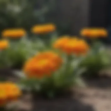 Marigold Flowers: Eco-Friendly Mosquito Deterrent Marigold Flowers for Mosquito Control