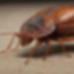 Innovative Bed Bug Detection by Massey Services