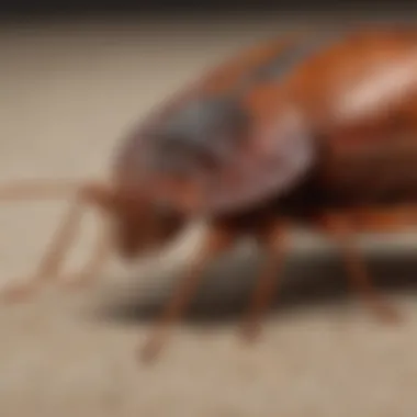 Cutting-Edge Bed Bug Detection Techniques Innovative Bed Bug Detection by Massey Services