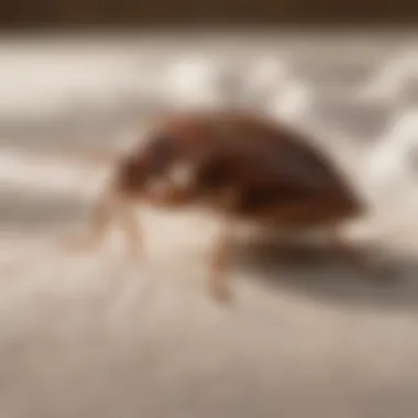Creating Bed Bug-Free Spaces with Massey Services Massey Services Bed Bug-Free Environment