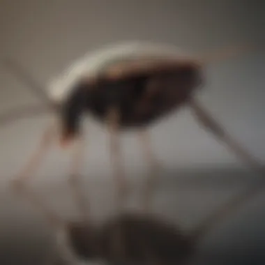 Cutting-Edge Pest Control Formulations Safe and effective pest control products