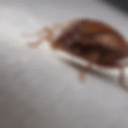 Protective mattress cover with bed bug prevention technology