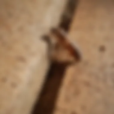 Thorough Termite Detection Process Termite Inspection by McDonald Professionals