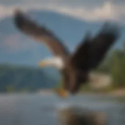 Majestic Bald Eagle soaring over the Mississippi River