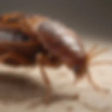 Microscopic view of bed bugs being vacuumed