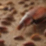 Illustration of microscopic view of cockroach allergens