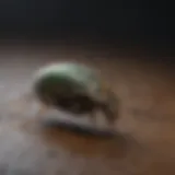 Pest-Free Environment Achieved with Precision