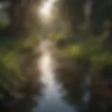 A serene landscape in Sugar Land showing stagnant water, a breeding ground for mosquitoes