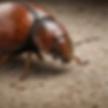 Unraveling the Enigmatic Behavior of Carpet Beetles Mysterious Behavior of Carpet Beetles