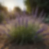 Natural Flea Repellent Plant