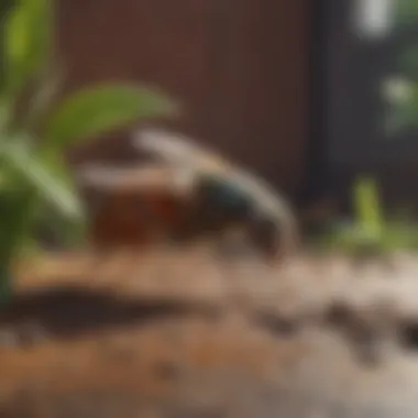 Aromatic Pest Repellent Method Natural Pest Barrier Using Essential Oils