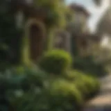 Natural Pest Repellent Plant in The Villages FL