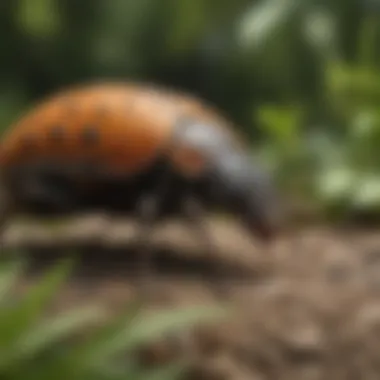 Natural pest prevention methods in beautiful Loves Park garden