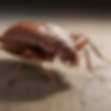 Exploring Natural Remedies for Bed Bug Bites Natural remedies for bed bug bites