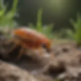 Natural remedies for eliminating springtail bugs