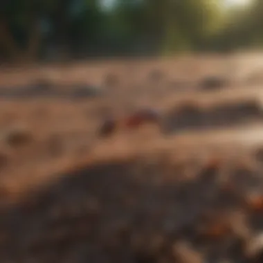 Natural Repellent Solution Natural Fire Ant Repellent