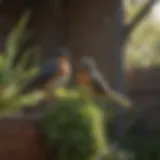 Natural Repellent Plants for Barn Swallows