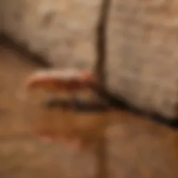 Natural termite control methods concept