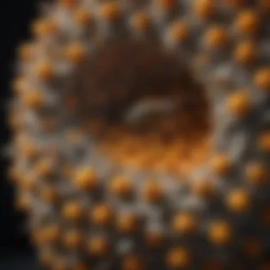 Natural Wasp Nest Barrier made from citrus peels