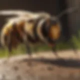 Eco-Friendly Wasp Prevention Solution Natural Wasp Repellent Spray