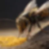 Natural Wasp Repellent